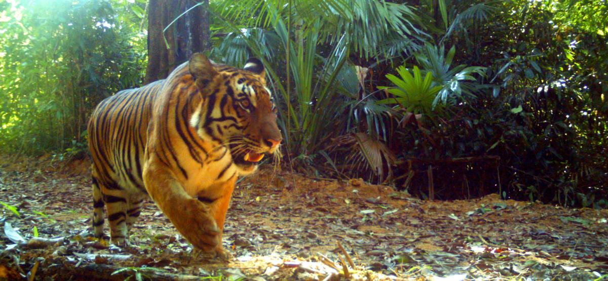 Hukaung Valley Tiger Reserve
