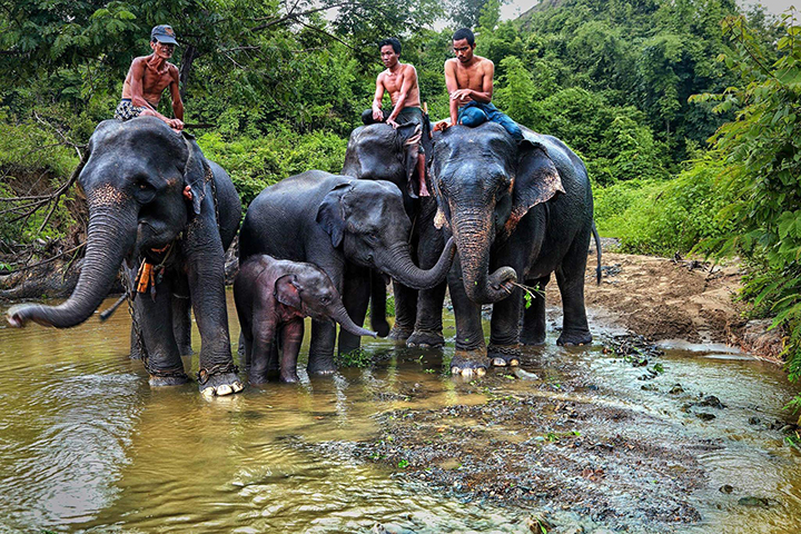 Mhaw Yaw Gyi Elephant Camp