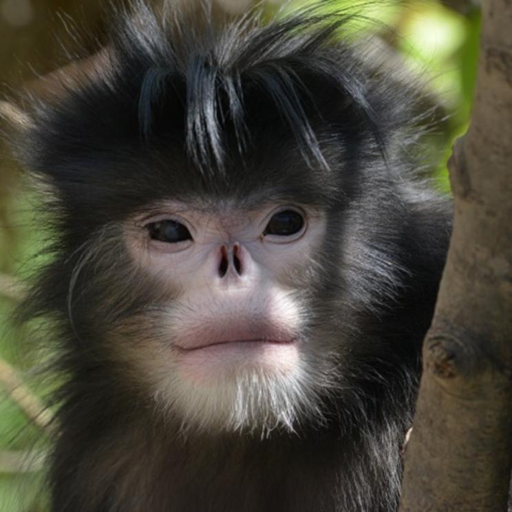 Myanmar snub-nosed monkey