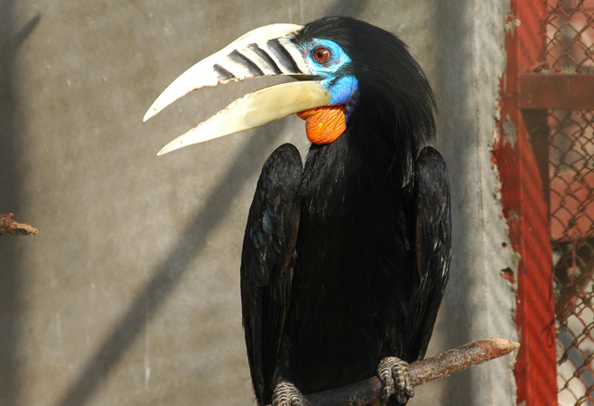 yangon-zoo1