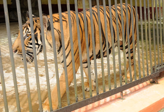 yangon-zoo1